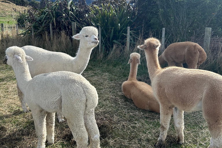 From Christchurch: Luxury Private Akaroa Day Trip Experience