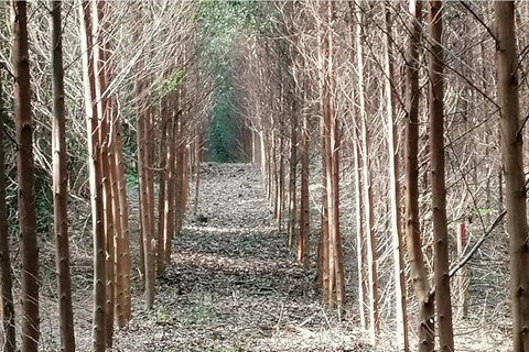 Bogotà: Tour privato a piedi