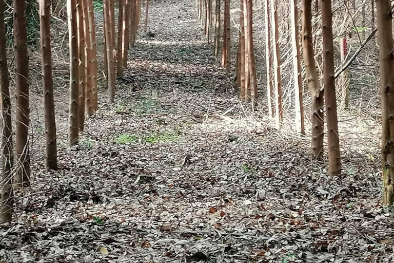 Bogotà: Tour privato a piedi