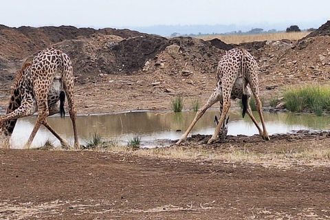 Parque Nacional de Nairobi, Sheldrick Wildlife Trust e Giraffe Center