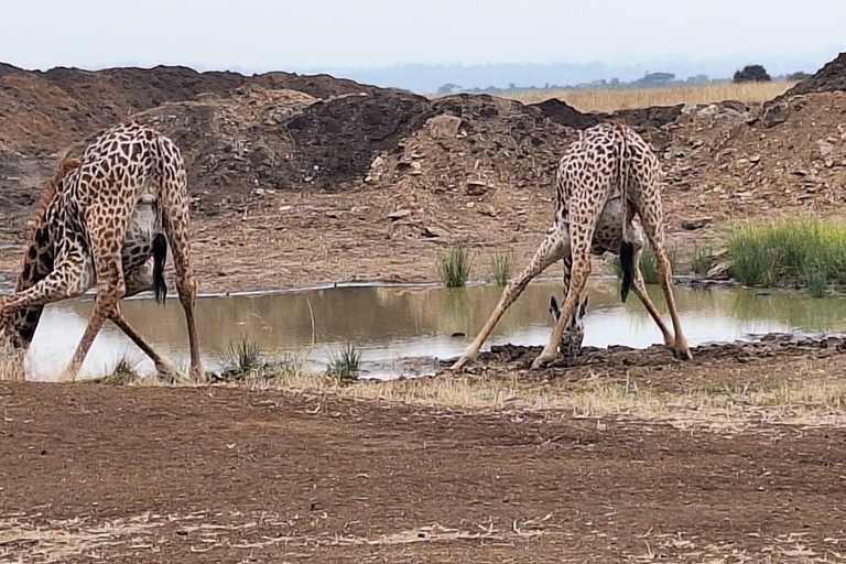 Nairobi NationalPark,Sheldrick Wildlife Trust&amp;Giraffe Center