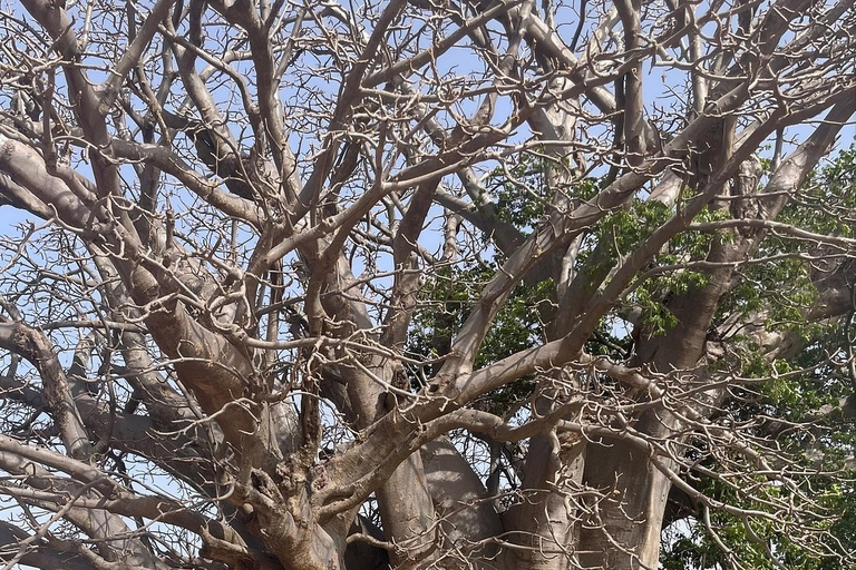 Dakar: Gorée Island and Pink Lake Private Day Trip