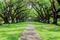 Desde Nueva Orleans, Oak Alley Plantation Tour - Housity
