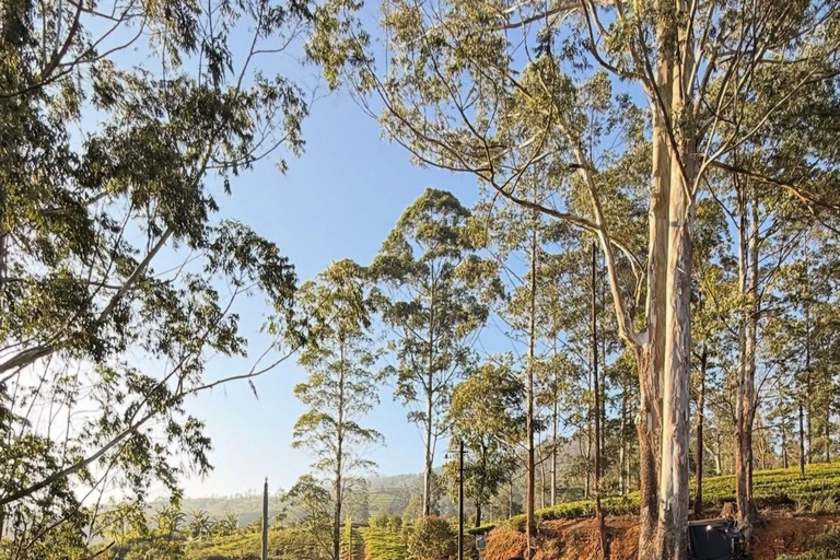Kandy to Yala Transfer With Hidden Stops & Spice Garden