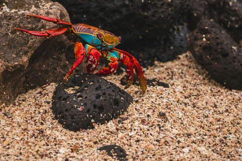 Galápagos Ultimate: 5-Day Adventure Tour with Snorkeling