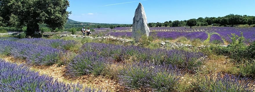 Visite guidée Lavande et distillation en direct