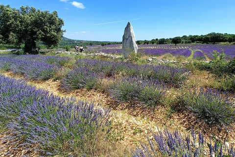 Lavande Guided Tour And Live Distillation