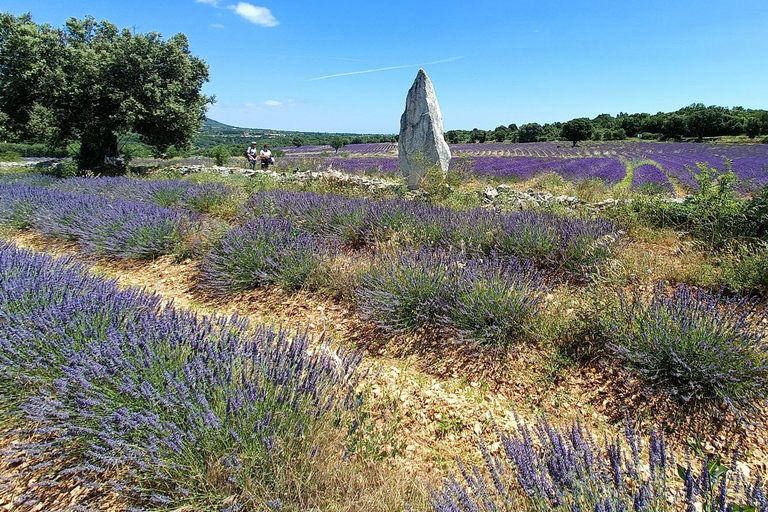 Lavande Guided Tour And Live Distillation