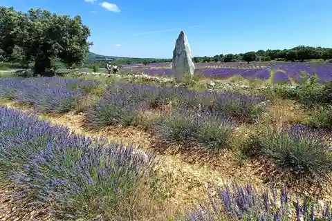 Visite guidée Lavande et distillation en direct