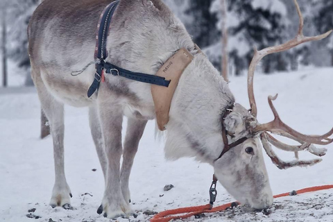 Rovaniemi: Reindeer Farm & Arctic Experience and Photos