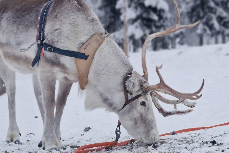 Rovaniemi: Reindeer Farm & Arctic Experience and Photos