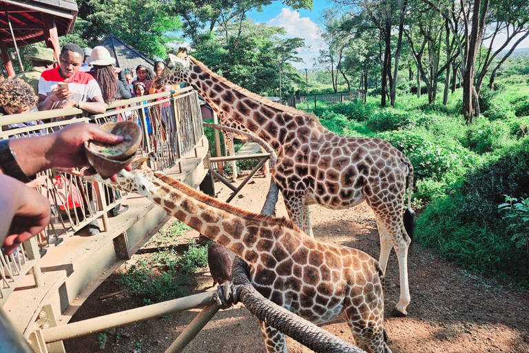 Nairobi National Park, Giraffe, Carnivore Lunch and Bomas