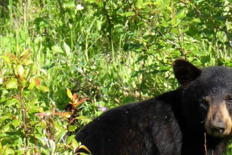 Wędrówka po Parku Narodowym Shivapuri - malowniczy jednodniowy trekking