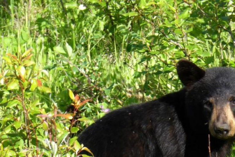 Wędrówka po Parku Narodowym Shivapuri - malowniczy jednodniowy trekking