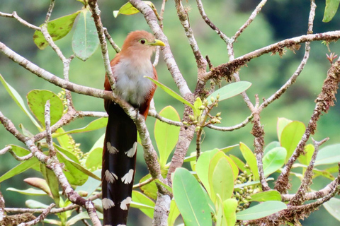Santa Marta: Sierra Nevada Birdwatching Tour with Snack