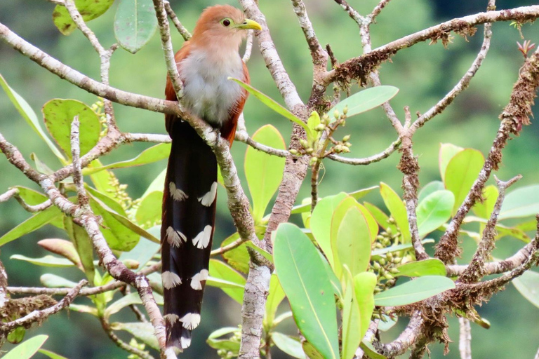 Santa Marta: Sierra Nevada Birdwatching Tour with Snack