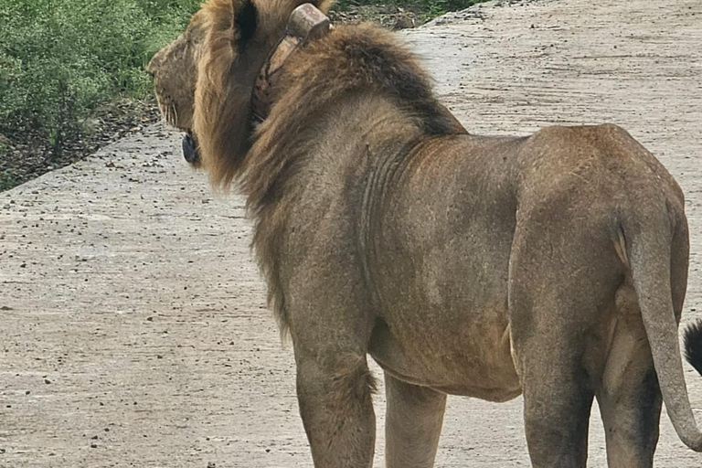 Nairobi National Park Game Drive Safari With Pick-Up