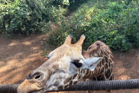 Nairobi: Giraffe Center Day Trip