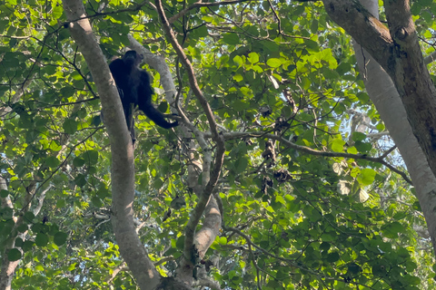 Lago Bunyonyi - Viagem de 1 dia para o trekking com chimpanzés na floresta de Kalinzu