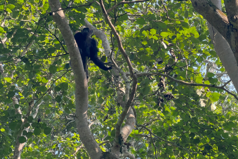 Lago Bunyonyi - Viagem de 1 dia para o trekking com chimpanzés na floresta de Kalinzu