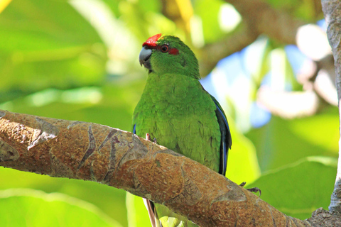 Bay of Islands: Urupukapuka Island Guided Walk Bay of Islands: Urupukapuka Island Guided Walk - Afternoon