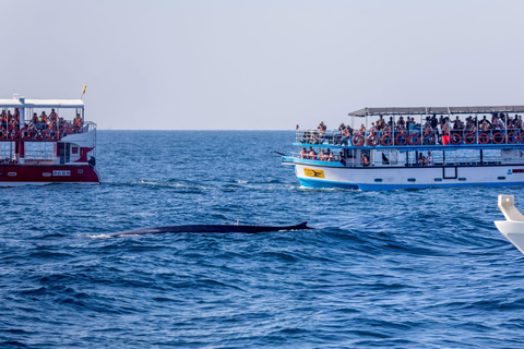 Southern Seas Discovery: Galle to Whale Watching Mirissa