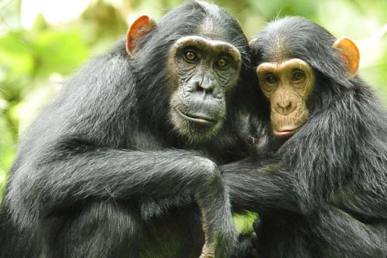 Rwanda 3 Day Gorilla & Chimpanzee Trekking tour