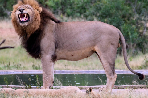 Vanuit Johannesburg: 6-daagse luxe Kruger Park safari