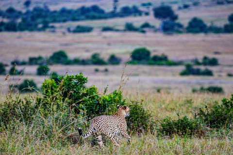 Safari de 4 días en el Parque Nacional de Masaai Mara y Lago Nakuru