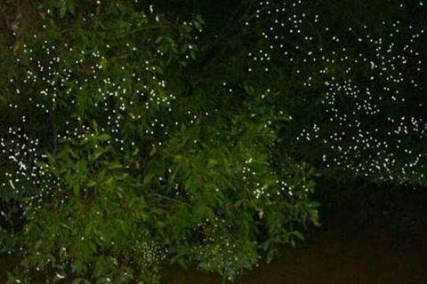 Puerto Princesa: Firefly Watching Tour