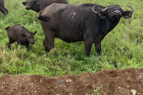 Nairobi National Park Day Game Drive.