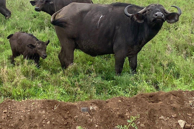 Nairobi National Park Day Game Drive.