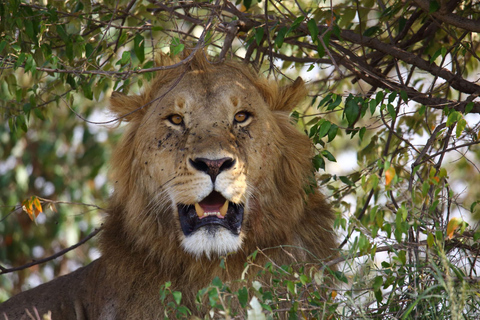 Maasai Mara: Tre dagar, gnuervandring, 4*4 Jeep