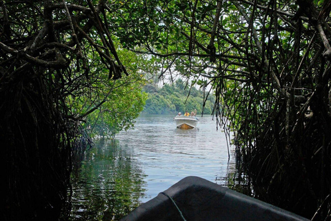 Enjoy a relaxing boat ride in Madu River