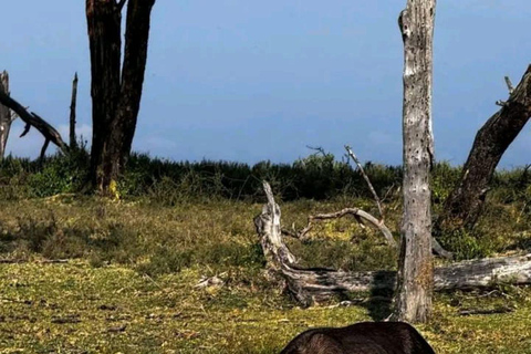 Nairobi: 3-Day honeymoon safari to Amboseli National Park Overnight Private to Amboseli National Park