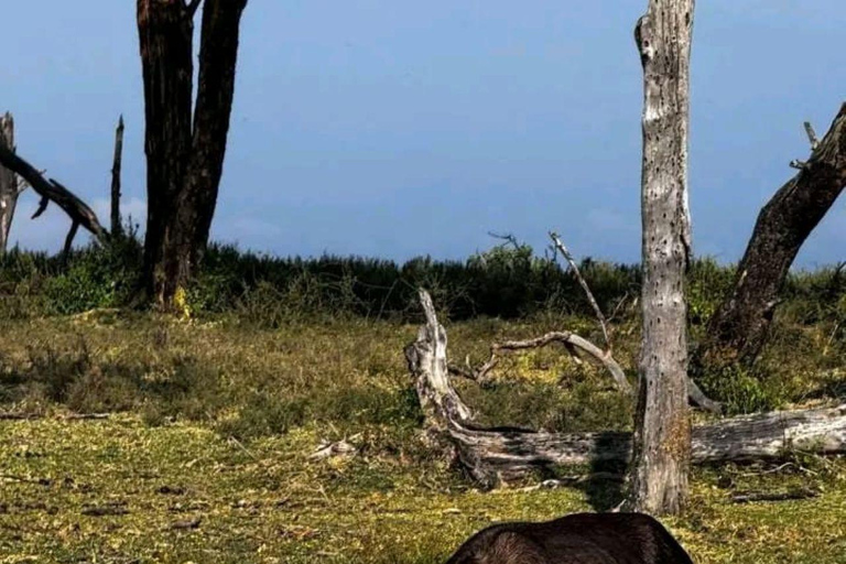 Nairobi: 3-Day honeymoon safari to Amboseli National Park Overnight Private to Amboseli National Park