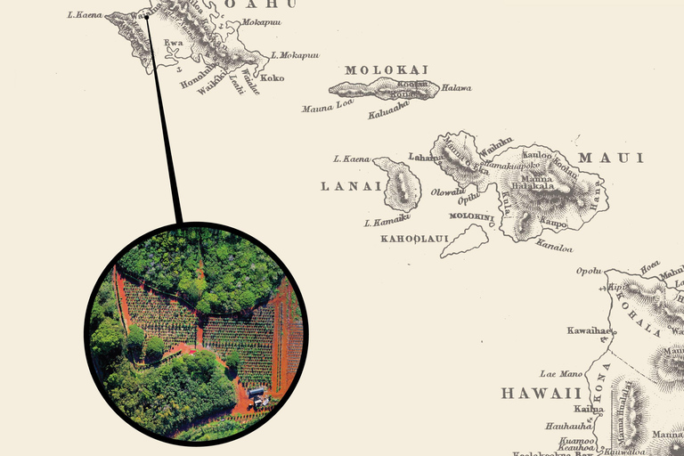 Oahu: Chocolate Farm Tour with Tasting - Kamananui Cacao