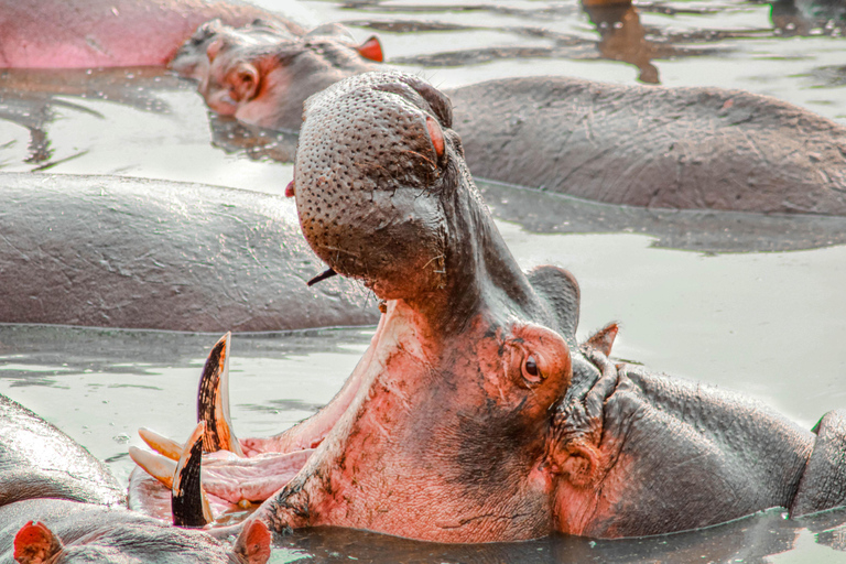 Arusha: 4-Day Safari with Full-Board Accommodations