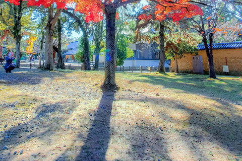 Osaka: The beautiful leaves of Autumn