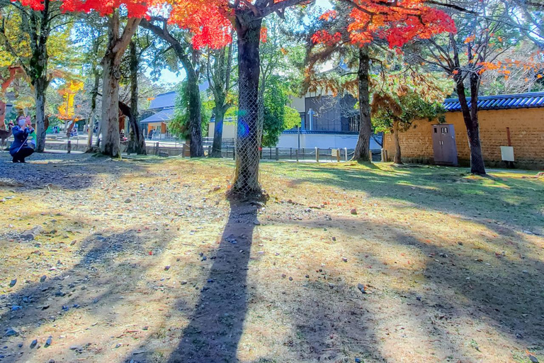 Osaka: The beautiful leaves of Autumn