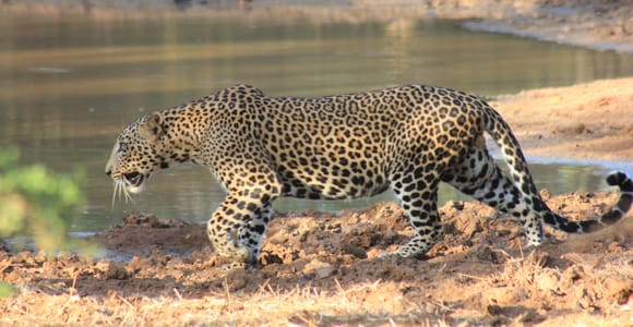 Von: Hikkaduwa/ Galle/ Unawatuna/ Talpe - YALA Safari