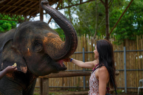 Programme de nourrissage des éléphants avec vue sur la mer (nourrissage uniquement)