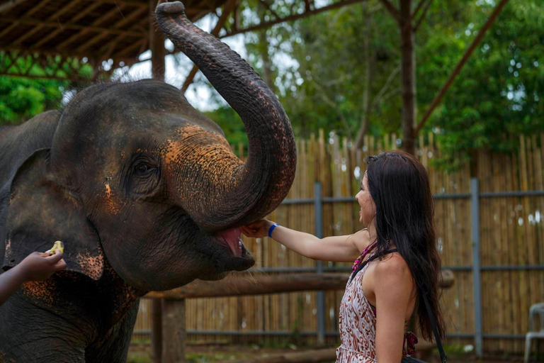 Phuket: Elephant Feeding Program With Sea View Feed and chill with the elephant.