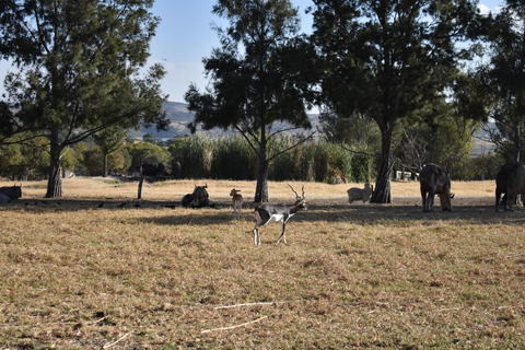 Da Puebla: Africam Safari Tour privato tutto incluso