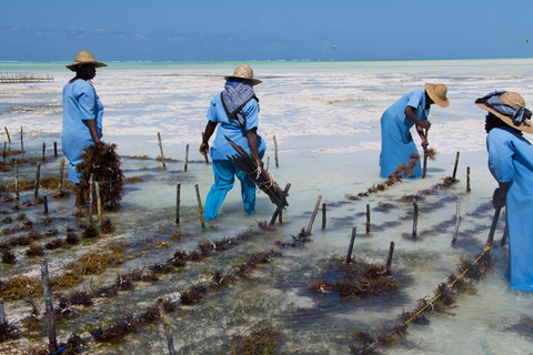 Mwani Zanzibar 独特海藻和护肤之旅桑给巴尔岛独特海藻和护肤之旅
