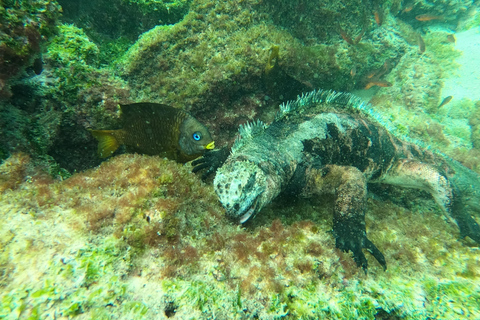 From Puerto Ayora: Pinzón &amp; La Fé - full Snorkeling Tour