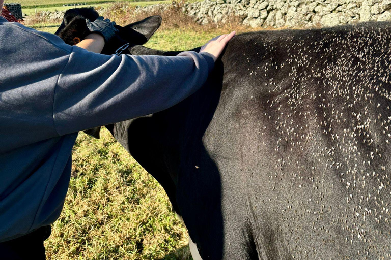 Isla Terceira: Experiencia en la Ruta de la Leche y el Queso