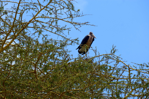 Viaggio di due giorni al Lago Manyara con canoa e passerella tra le cime degli alberiCampeggio a Karatu