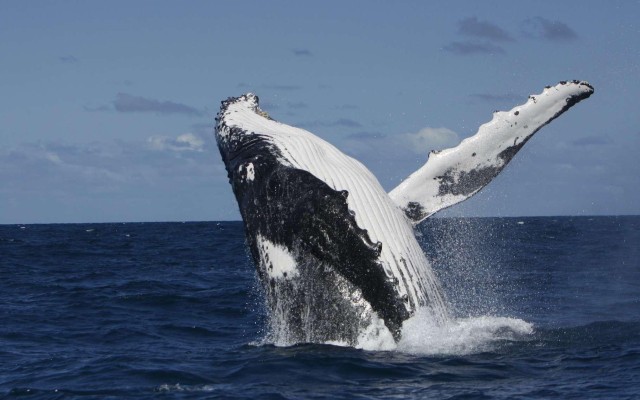 Visit Moorea: Whale watching & sailing in Moorea