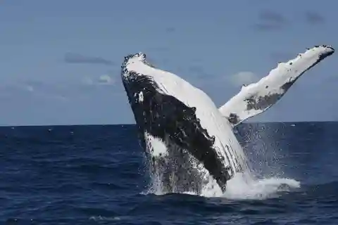 Moorea: Whale watching adventure